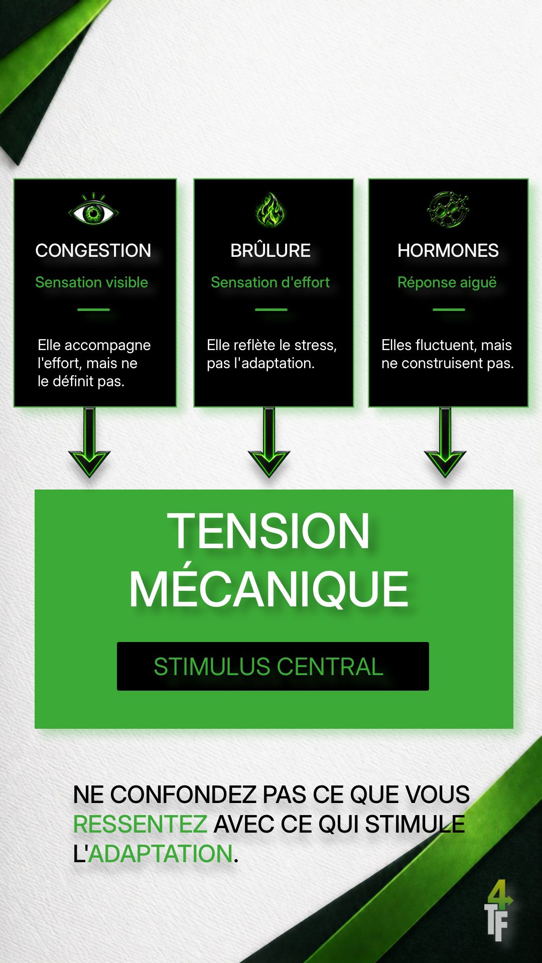 Synthèse des rôles de la congestion, de la brûlure, des hormones et de la tension mécanique