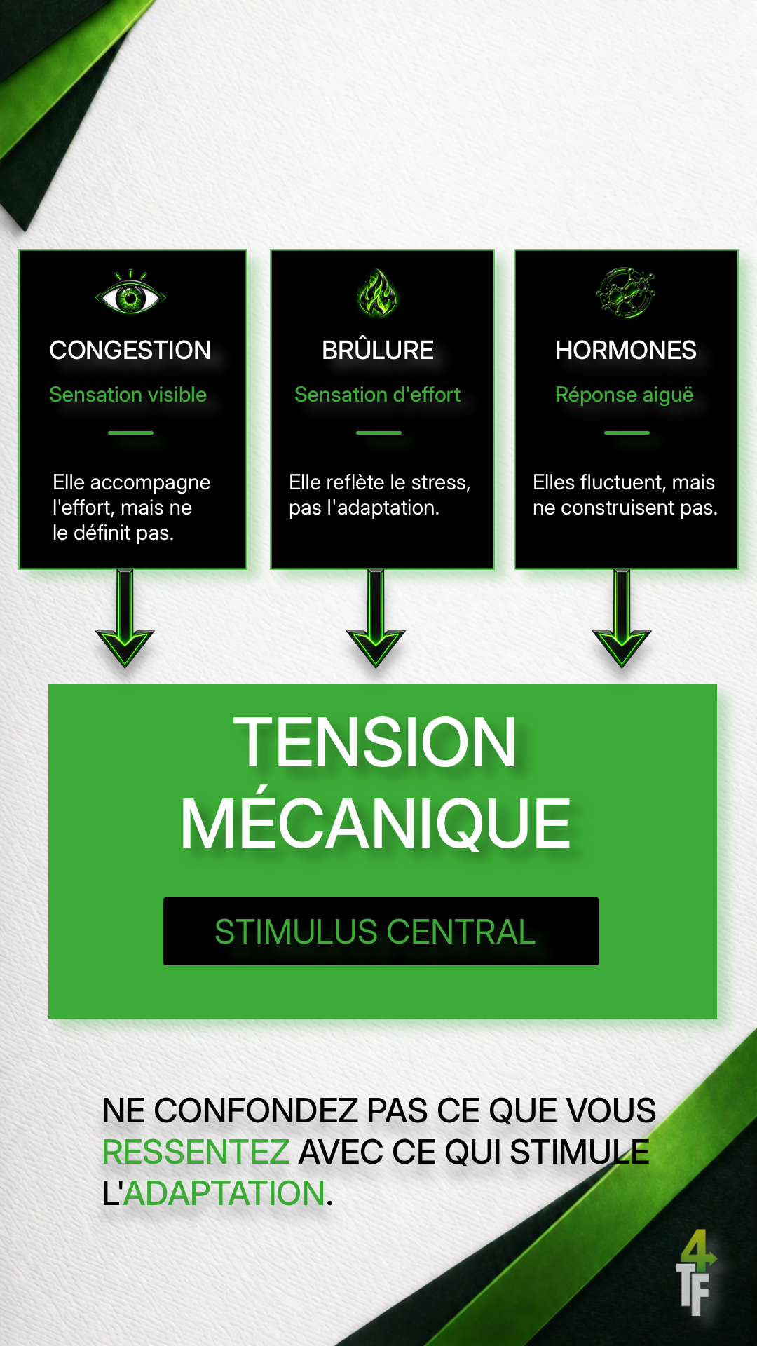 Synthèse des rôles de la congestion, de la brûlure, des hormones et de la tension mécanique